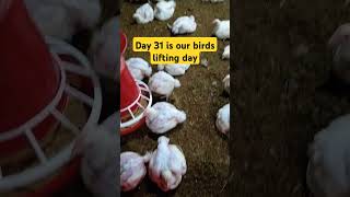 Day_31 is our lifting day🚀🚀 #chicken #poultrydays #farming #chickenfarming #birds #poultry