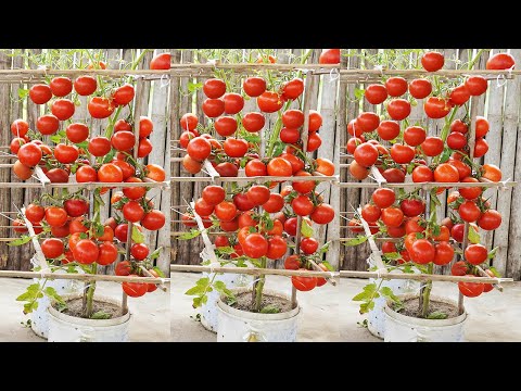 How To Grow Tomatoes In Plastic Crates! Simple But High Yield!