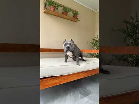 O Dia que Meu Cachorro Cuidou Muito bem da Nossa Casa 🐾