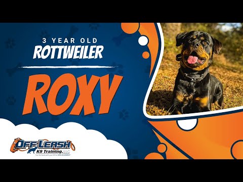 Rottweiler, 3 Year Old, Roxy | Best Dog Trainers Northern VA | Off Leash K9