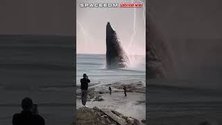 BE CAREFUL! A BLACK WHALE APPEARS TO THE SURFACE