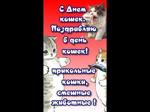 С Днем кошек. Поздравляю в днем кошек, прикольные кошки, смешные животные. Желаю веселых кошек.