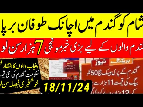 Big نوٹیفکیشن گندم کا Wheat price in punjab/گندم  کا ریٹ 2024/ makki till sarso/Gallasuper munji