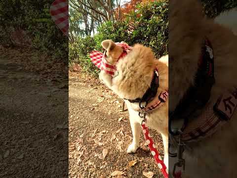 紅葉の公園を散歩【介助犬と桃にゃん】 #柴犬介助犬 #介助犬るな #介助犬と桃にゃん #介助犬 #dog #doglover #cutedog #柴犬