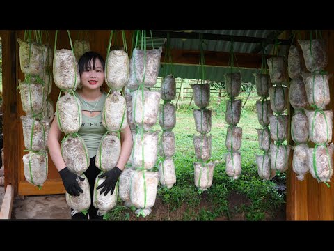 Binh's first time growing mushrooms, how Binh grows mushrooms. Peaceful life