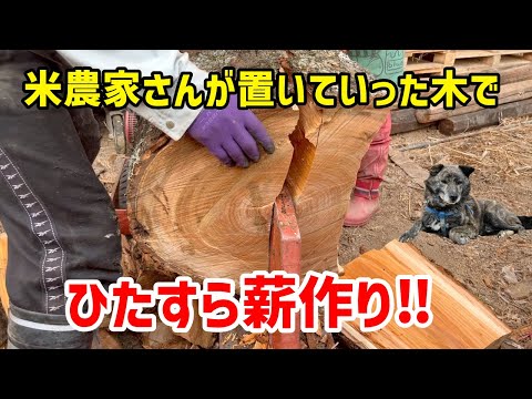 【なんだ!?】薪の片付け -We put away the firewood.-