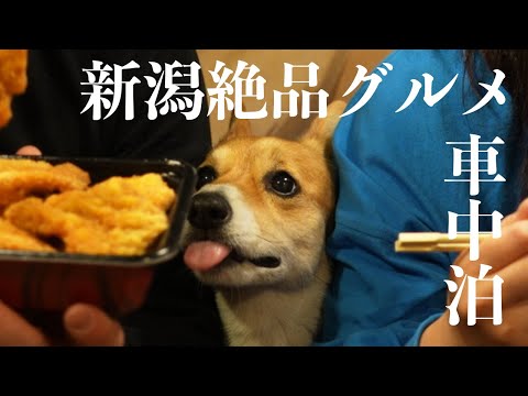 犬連れ車中泊の旅【新潟2日目】新潟行ったらコレを食え！絶品グルメを食べ尽くす！