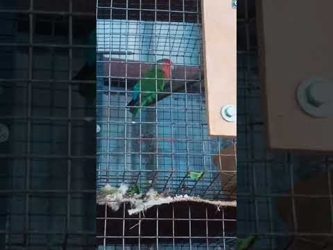 Parrot conure /SK Farm 9092402689