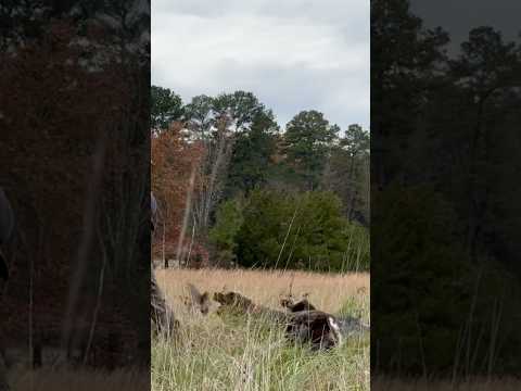 Hunting German wirehaired pointers help slow quail down for bad shooters #justkidding