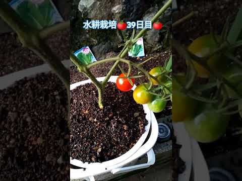 水耕栽培🍅ミニトマト🍅39日目🍅 #shortsfeed #家庭菜園 #種から育てる #ミニトマト栽培 #水耕栽培