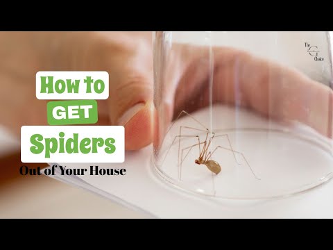 3 Ways to Keep Spiders Out of Your House | The Guardians Choice