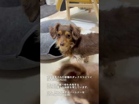 ニトリのコレ。 #1125 #チワワ #チワックスの動画たくさんアップしてます