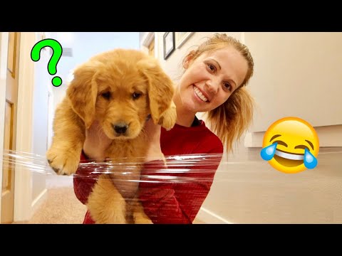 Summer vs Invisible Wall! Puppy Challenge