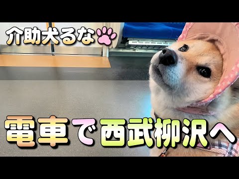 【柴犬介助犬】電車に乗って西武柳沢へ［柴犬介助犬るな］