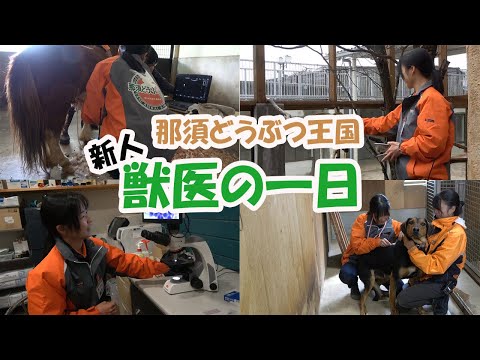 【密着】新人獣医師の一日