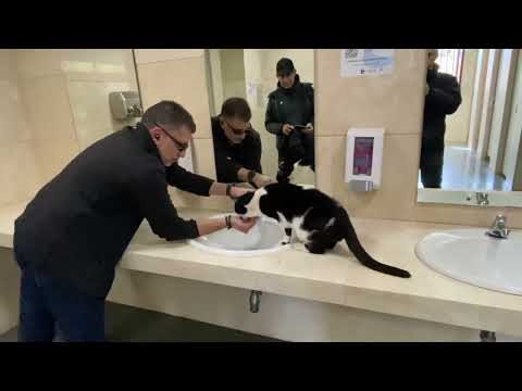 A Smart Cat Waits For Drink In Men Room (Alhambra)