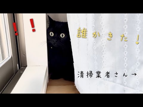 家に清掃業者さんが来て、慌ててカーテン裏に隠れる黒猫