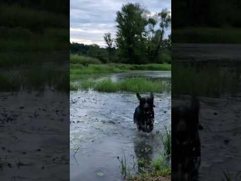 Wirehaired pointing griffons are the best all terrain dogs #wirehairedpointinggriffon