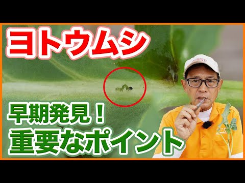 家庭菜園や農園の秋冬野菜栽培に発生する天敵ヨトウムシ！早期発見で被害を激減！ヨトウムシの生態と予防対策に重要なポイントを徹底解説！【農園ライフ】