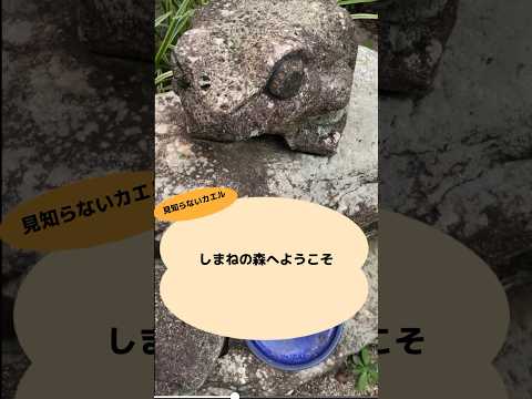 あつ森風動画　あつまれ！しまねの森