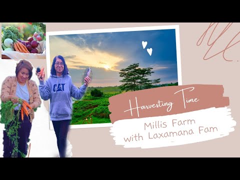 HARVESTING TIME 🥕🥔🍅🥒 CANADA LIFE || LAXAMANA FAMILY || MILLIS FARM 🚜 TARAY NG PATATAS PAK 😂🍁