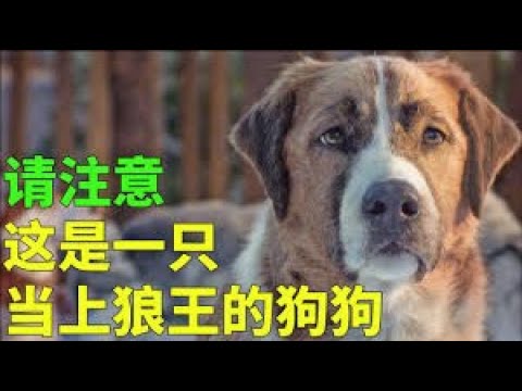 《野性的呼唤》本是一条看家狗 最后却成为了狼王 全部都是残暴和冷酷逼出来的