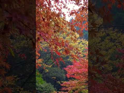 【癒し動画】熊本県菊池市  菊池溪谷   紅葉🍁   もみじ   #松山千春   #shorts