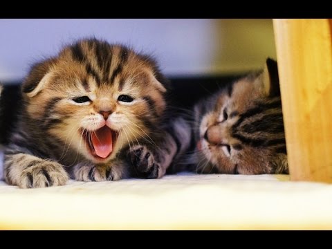 Funny Cats  and Cute Kittens playing  | New Funny Kittens  Epic Compilation