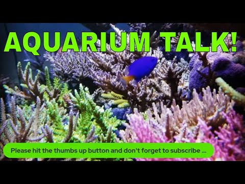 Aquarium Talk