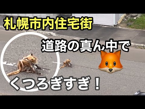 キタキツネが道路でくつろぐ　～北海道札幌市の住宅街にて～