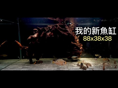 【水族造景】我的新魚缸 | 每個夜都被它療癒到～ #我是沙先生