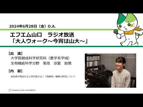 染色体が倍加すると何が起きる？「倍数体」植物の研究について　大学院創成科学研究科（農学系学域）生物機能科学分野　助教　菊池 涼夏（24.6.28 OA）【山口大学大人ウォーク～今宵は山大】