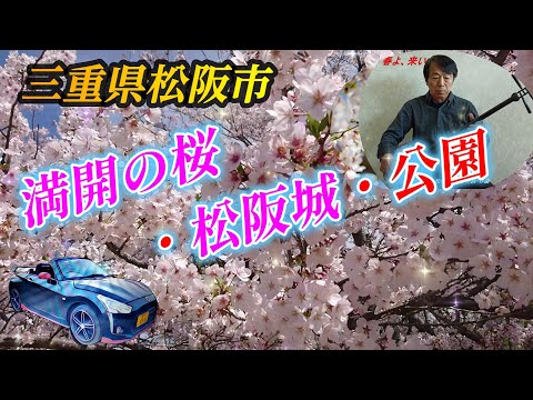 【桜の名所・松阪城】桜のスポット　三重県 松阪市 松阪城跡。 2024年4月7日 sibaライフ #さくら #三重 #松阪市 #松任谷由実