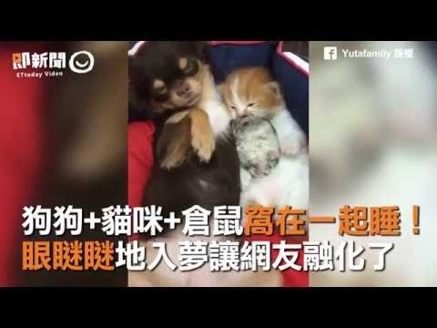 狗狗+貓咪+倉鼠窩在一起睡！　眼瞇瞇地入夢讓網友融化了 睡姿也太Q了吧~