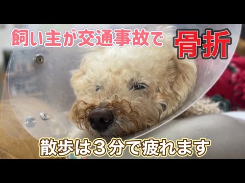 全身麻酔術後の様子と飼い主の足の骨折💦