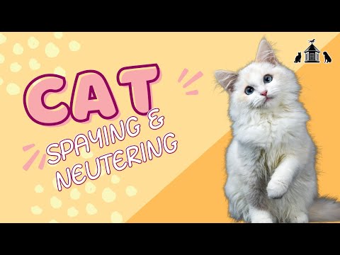 What to Know About Cat Spaying & Neutering