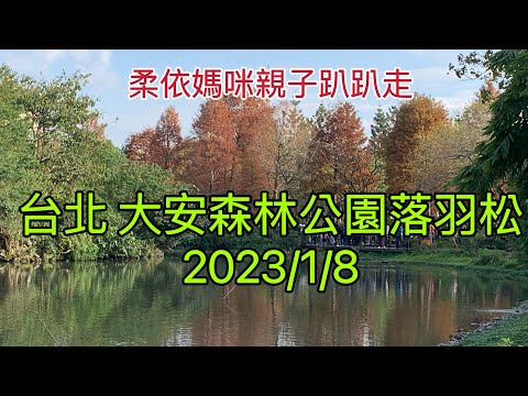 台北大安森林公園落羽松  2023/1/8