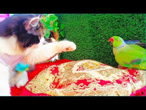 Great moment Amazing mischief and love of parrots with cats!