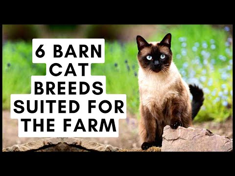 6 Barn Cat Breeds Suited for the Farm