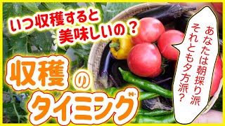 【野菜の収穫のタイミング】いつ収穫したら、美味しいの？？　～狭い庭で家庭菜園～