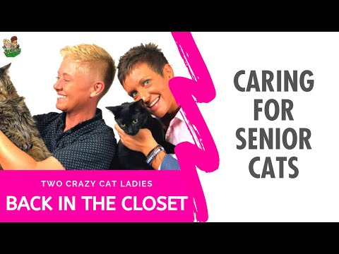 Senior Cat Health Tips | Two Crazy Cat Ladies