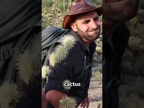 Cómo quitarse las ESPINAS de un cactus 👏