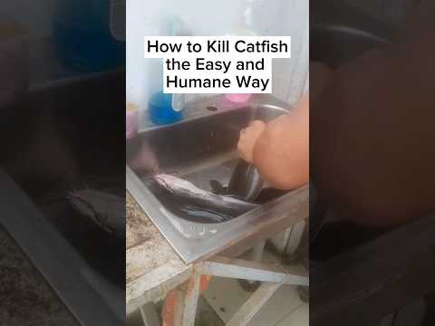 How to Kill Catfish the Easy and Humane Way #catfish #killandcleancatfish #hito #catfish_video