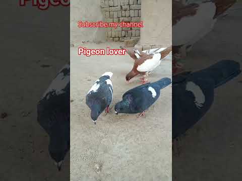 #beautiful #pigeon #kabootar #whitepigeon #bird #birdspecies #sadstatus #shorts #pigeonbird