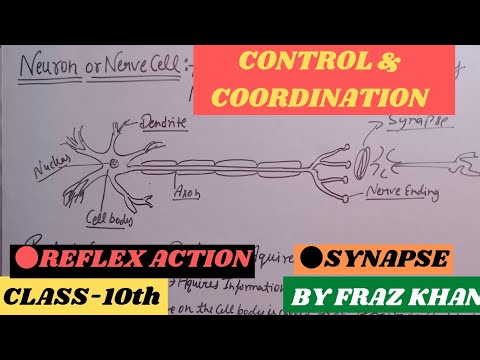 Control & Coordination Class 10 | Reflex Action | Synapse | Cbse bIology (Ch-7) | By Fraz Khan