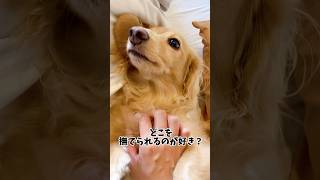 みんなのわんこはどうですか？#ミニチュアダックスフンド #犬のいる生活 #dog #愛犬 #可愛い #甘えん坊 #ダックス