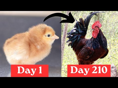 From RIR Chick to Adult Rhode Island Red Rooster || Timelapse Chicken Transformation #stachli