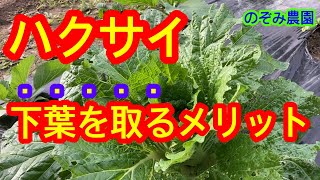 【ハクサイ】11月にやって欲しい作業です。白菜の大きな下葉を取るメリットや理由を解説します、