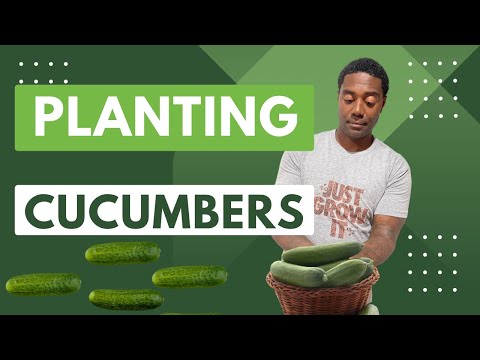 Planting Cucumbers in the garden | Grow With Me