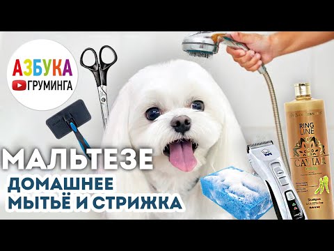 Мальтезе - домашнее мытье и стрижка